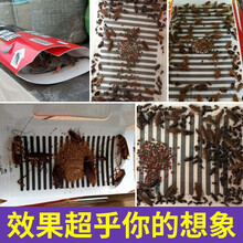 蟑螂屋捕捉器强力除灭蟑螂家用杀蟑粘蟑贴厨房蟑螂克星窝端 5张粘蟑螂屋【加带带品10件套】
