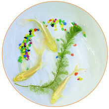 鱼多趣 黄金锦鲤鱼活体 观赏鱼淡水鱼冷水鱼水族活体 3条（13-15cm）