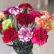 轻奢芊阙康乃馨鲜花水养真花云南基地直发康乃馨鲜花多头单头真花家用水养 单头康混色1束10支