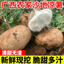 新鲜凉薯时令土瓜5/9斤孕妇蔬菜豆薯农家红土白沙地瓜小番薯 小果9斤【精品装】