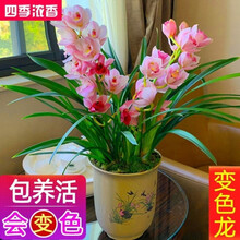 超香 兰花苗四季兰中国红兰花建兰室内客厅办公室绿植盆栽植物 变色龙 6苗连体
