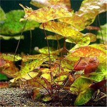 [抖音推荐]鱼缸装饰水草种子活体淡水真植物牛毛莫斯养鱼养虾造景牛毛草坪泥 12号四色6000粒