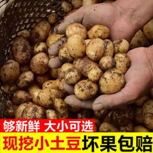云南新鲜迷你小土豆10斤/5斤装黄心马铃薯洋芋 小土豆【5斤带箱】 乒乓球大小