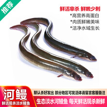 品鲜肴 淡水鱼 生态淡水河鳗/鳗鱼/白鳝 现捕鲜活现杀生鲜水产 约750g（净膛） 鲜活现杀1条