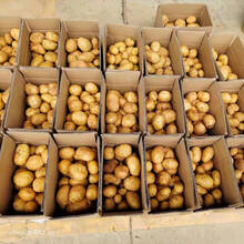新鲜黄心土豆批发大马铃薯小土豆现挖现发蔬菜 5斤中果