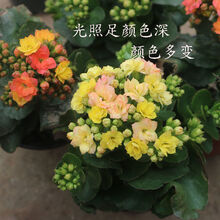 花卉大全四季开花长寿花金狐狸重瓣大花新品金孤狸稀有品种带花苞 变色龙（四季开 大盆带花苞） 含盆