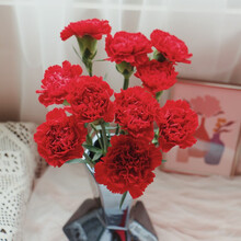 单头康乃馨单色随机10枝 鲜花水养 基地直发 单头康乃馨单色随机10枝