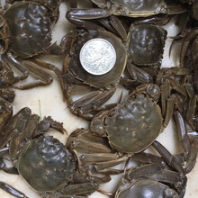 【活蟹】六月黄鲜活全母公小螃蟹大闸蟹海鲜水产蟹类 普米加罗 二元蟹50加10只共60只(特惠装)