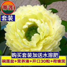 泰西丝 碗莲种子水培植物莲花花种子四季开花室内水养盆栽睡莲荷花种籽孑 蒂莲30粒+玻璃盆+泥+营养液