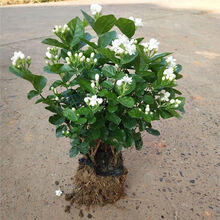 茉莉花盆栽室内阳台型花卉花苗绿植 茉莉6-7颗 不含盆