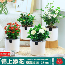 长寿花九里香花卉植物室内花苗四季开花好养易活驱蚊草小绿植盆栽 【锦上添花】海棠花+栀子花+长寿花+九里香
