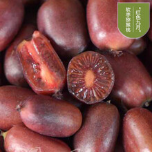 楠花绿坊红心软枣猕猴桃树果苗南北方种植嫁接奇异果苗爬藤果树苗当年结果 红色九月【2棵装：1雌1雄】当年结果 50cm(含)-60cm(不含)