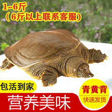 【冷藏发货】足斤外塘黄背甲鱼鲜活活体海鲜水产老鳖青黄背王八 科德雅菲 1-1.3斤外塘甲鱼
