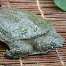 【活鲜】优到 鲜活甲鱼活体 中华王八鳖团鱼 海鲜水产 鲜活甲鱼（600-700g）