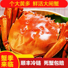 【活蟹】蟹尚书大闸蟹 六月黄大蟹 鲜活特大公母蟹超大活蟹螃蟹全公母活鲜海鲜生鲜实物 水产礼盒装 六月黄2.3-2.0两 10只装公母对半