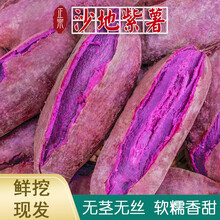 【鲜挖现发】山东紫薯 新鲜沙地紫薯地瓜 软糯蜜紫心番薯 5/9斤 9斤装 优选中大果