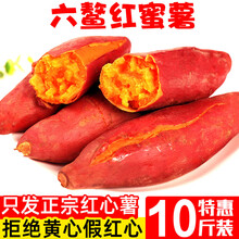 福建六鳌红蜜薯沙地新鲜红薯10斤农家香甜板栗红心地瓜糖心小番薯 1500g 大果