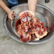 现杀现发外塘甲鱼鲜活甲鱼食用团鱼真空包装开袋即煮 宰杀好净重【2.5-2.8斤】4人款