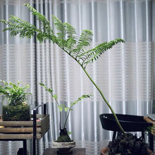 磐阙上新观音莲座蕨马蹄蕨蕨类植物室内造景稀有花卉盆栽喜阴去甲醛新品 直径15公分带芽发货