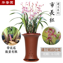 华香园绿植花卉 兰花苗 浓香四季兰建兰 【市长红】 办公室内盆栽盆景耐阴植物菖蒲多肉不带花苞 市长红 1棵2苗 带花苞 裸根发货