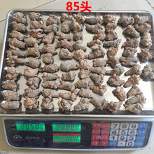 康中尊 云南文山三七20头30头40头18春田七500g圆头可代磨粉片狮子头 无剪口80头42个250g
