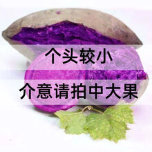 山东沙地小紫薯新鲜代餐番薯地瓜农家蔬菜软糯心薯红 5斤小果(很小)