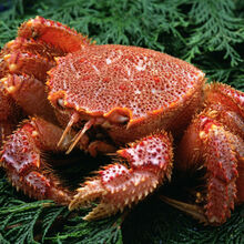 【活蟹】生猛海鲜进口深海红毛蟹野生海捕日式料理食材新鲜水产鲜活500g