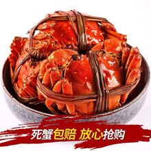 【活蟹】大闸蟹鲜活活体螃蟹现货六月黄公母海鲜水产蟹类 安德兰 【3.0-2.5两  8只】只只有黄