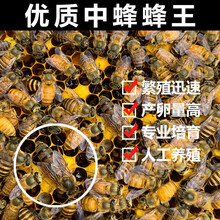 精选中蜂王种王蜜蜂产卵交尾王活体处女王阿坝双色新开产王土蜂王 本地处女王 特供高山开产王