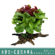 [店铺推荐]鱼缸造景水草活体淡水植物种子懒人装饰套餐水榕沉木造景阴性 水罗兰红波+沉木单头
