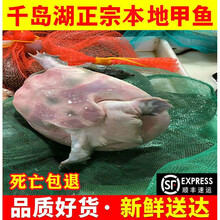 【顺丰冷运】千岛湖甲鱼土鳖鲜活海鲜王八团鱼食用甲鱼包活 千岛湖5年精品公甲750g