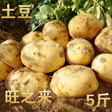 土豆   新鲜小土豆10斤农家蔬菜云南黄心土豆马铃薯洋芋 5斤