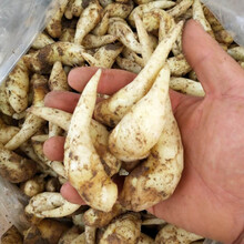 子姜嫩姜芽新鲜1/3/5/10斤泡菜仔姜小嫩姜牙山东生姜现挖红芽 5斤姜芽