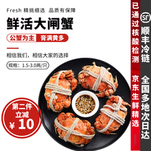 大闸蟹8-16只六月黄【鲜活-顺丰】礼盒装生鲜螃蟹探长活体实物河湖蟹清水大闸蟹 【只只带黄】10只装(2.0-2.5两)