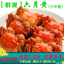 【活鲜】大闸蟹全母鲜活六月黄螃蟹海鲜水产公母蟹海鲜礼盒现货 惟纳德 六月黄(2.0-2.5两)10只