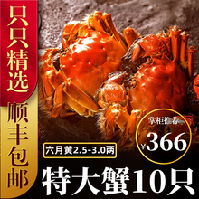 六月黄大闸蟹8-16只【包活-顺丰冷链】舔鲜生鲜螃蟹活体实物河湖蟹清水大闸蟹 【只只带黄】10只装(2.5-3.0两)