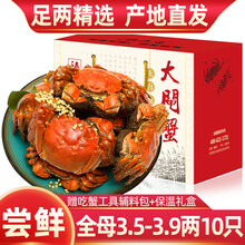 【活蟹】10只装臻原生阳澄湖六月黄大闸蟹鲜活螃蟹现货海鲜水产生鲜蟹类礼盒 全母蟹：3.5-3.9两（10只）