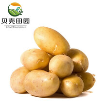 【贝壳田园】土豆黄皮小土豆马铃薯洋芋新鲜时令现挖现发蔬菜 2500g