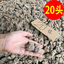 康中尊 三七头云南文山春七37仿野生种植20头田七10头代打超细粉 精选【20头500g】