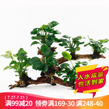 水草活体  懒人造景  沉木活水草 鱼缸造景套餐水族箱装饰鱼缸造景 水草 活体 鱼缸水草 淡水植物 小水榕6头沉木