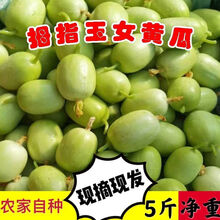 玉女水果黄瓜新鲜拇指小黄瓜现摘孕妇生吃蔬菜鲜嫩爽口迷你小青瓜 5斤净重装玉女拇指黄瓜