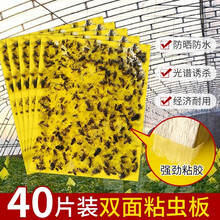 双面粘虫板诱虫板黄色灭小飞虫果蝇针蜂粘板蓟马大棚黏虫驱虫 黄色双面粘虫板*中号40张