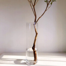 公鹤（MaleCrane）室内水培吊钟盆栽植物在树下树苗精选鲜切马醉木绿植枝条 圆形玻璃花瓶尺寸12*40cm(适合 90~100 裸根不带土