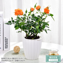 迷你小玫瑰花大盆盆栽带花苞四季开花办公室内植物花卉鲜花绿植 橘色玫瑰中号花瓣盆 含盆