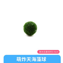 桌面生态鱼缸办公室迷你小型海藻球微景观创意积木斗鱼套装造景 水草海藻球