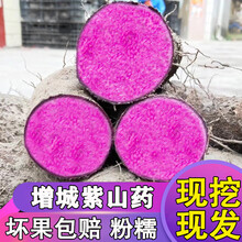 紫山药新鲜脚板薯 增城紫玉淮山农家 紫脚板薯 现挖紫大薯5斤老树 3斤