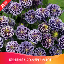 【虹越】萌吖吖花卉种子 耧斗菜风铃草勿忘我满天星薰衣草福禄考角堇蒲公英等种子 花园庭院露台花卉种子 重瓣耧斗菜 深海蓝白双色