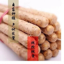 粉糯正宗铁棍山药淮山药小白嘴山药垆土铁棍多规格可选新鲜蔬菜 5斤