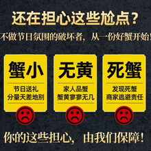 活鲜【冷链运输】大闸蟹鲜活特大现货六月黄母公螃蟹满黄 3.4-0.8两海鲜水产批发 欧登城娜 【母蟹】1.5-2.0两16只