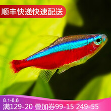 鱼官儿 热带观赏鱼红绿灯科鱼活体宠物小型淡水鱼群游灯鱼 宝莲灯9条
